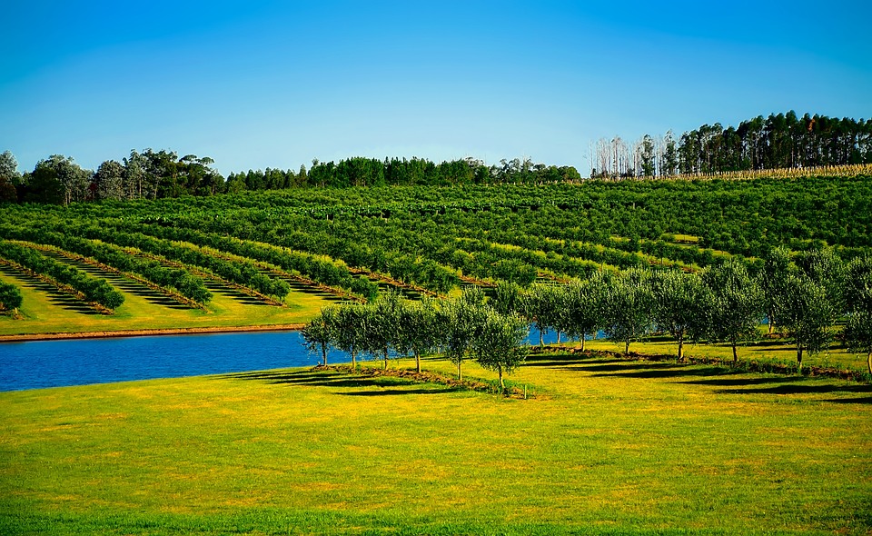 Meningkatkan Perkembangan Teknologi Pertanian Uruguay